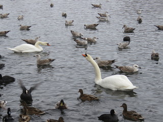 зима, снег, озеро, лебеди
