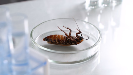 A huge dead cockroach lies in a petri dish. Scientist tests pesticides