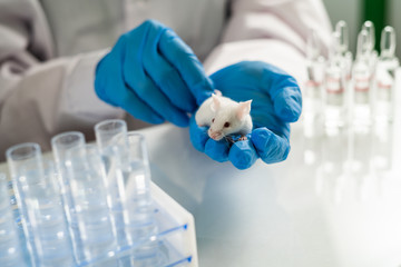 Scientist holding white laboratory mouse in hands