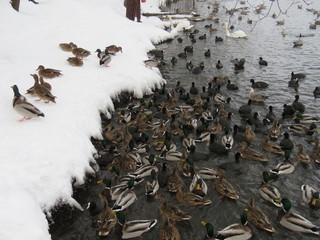 утки, зима, озеро, снег