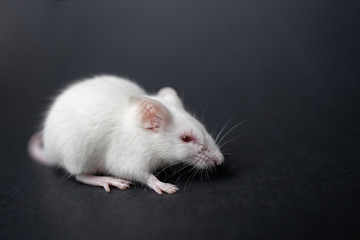 white laboratory rat isolated on grey background