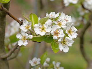 Blühende Birne, Pyrus, im Frühling