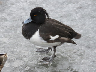 зима, озеро, лед, утка, чернеть хохлатая