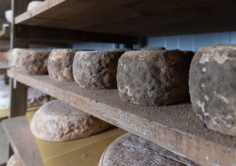 row of cheeses in cure with mushrooms