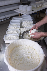 hands of master cheesemaker working the product