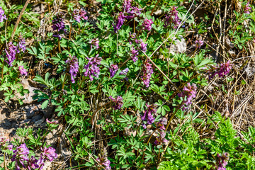Obraz premium Purple corydalis flowers in a forest on early spring