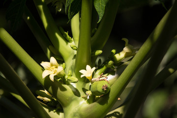 Fototapeta premium Small white Papaya tree flower