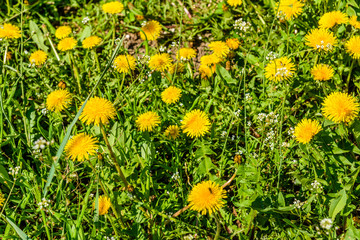Yellow dandelions on the meadow on spring