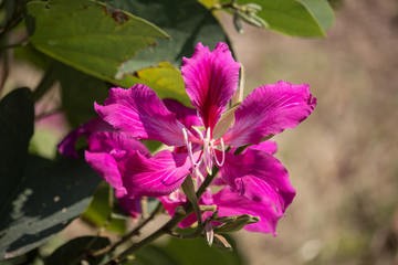 Pink flower or Bauhinia flower © nitinut380