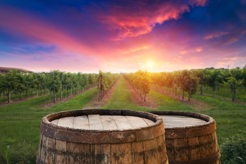 vineyard with ripe grapes in countryside at sunset