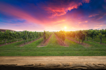 vineyard with ripe grapes in countryside at sunset