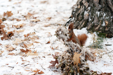 Cute red squirrel sitting in the snow covered branch