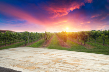 vineyard with ripe grapes in countryside at sunset