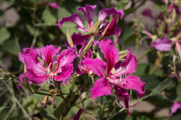 Pink flower or Bauhinia flower