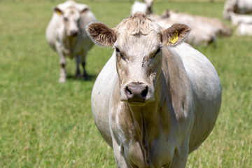 Naklejka na ściany i meble Curious white charolais cattle in a field in New Zealand