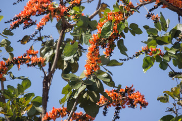 Orange flower or Butea monosperma flower