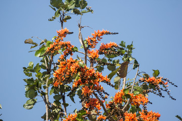 Orange flower or Butea monosperma flower
