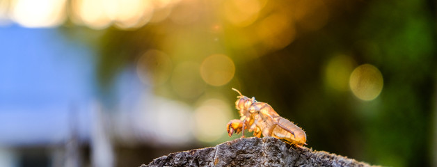 Cicada insect. Cicada standing on a branch. Cicada Macro. Cicada sits on a branch in natural habitat.