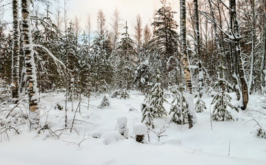 Fototapeta premium snow-covered birches and firs in the winter forest at sunset
