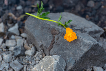 Mountain landscape. Yellow flower on a gray stone. Melt water. Stony shore of the lake. Plant on...