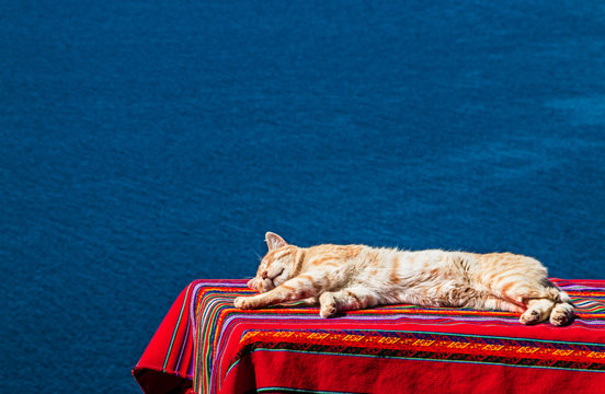 Cat nap with titikaka lake background