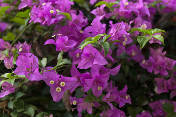 Blooming bougainvillea background. Purple magenta flowers.