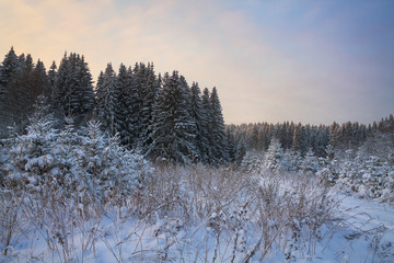winter forest in the evening
