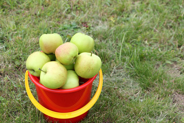 Ripe apples in a red bucket on the grass in the summer garden