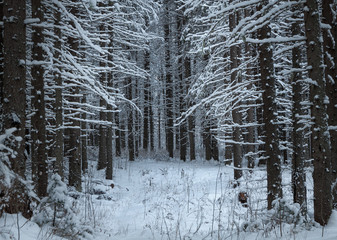 Fototapeta premium winter coniferous forest