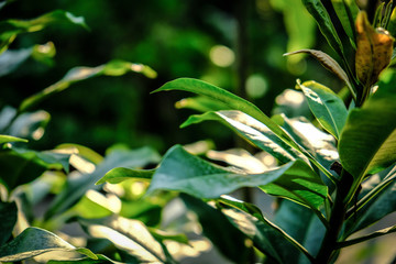 Naklejka premium Green leaf texture. Leaf texture background