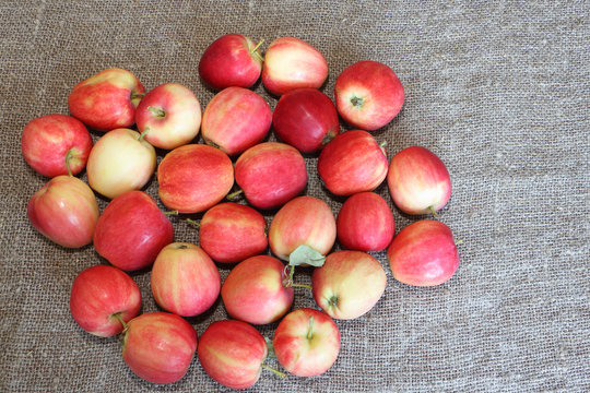 Apples of a  grade Ranet on a linen napkin