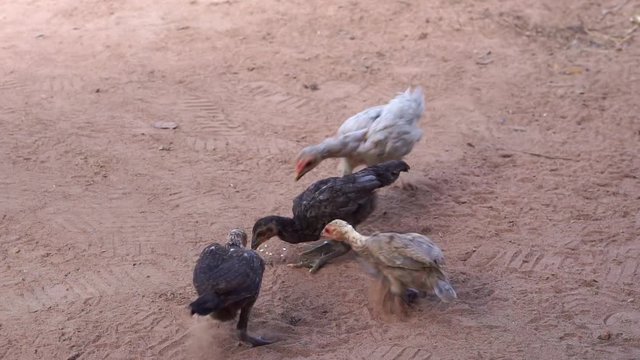 Slow motion scatter rice to feed chicken. Concepts of livestock or agriculture.