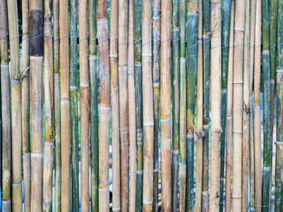 bamboo wall of green and brown colors, texture, natural pattern, closeup