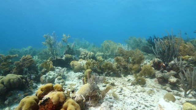 Seascape of coral reef in the Caribbean Sea around Curacao at dive site Scooter with various corals and sponges