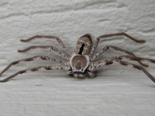 Close up of a wolf spider