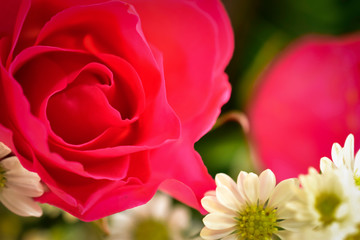 red rose and white flower plant background