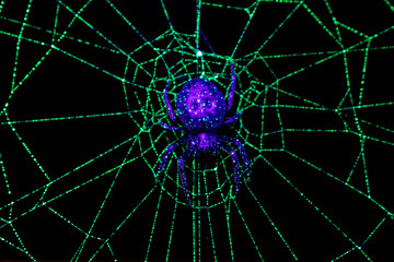 Blacklight Spider