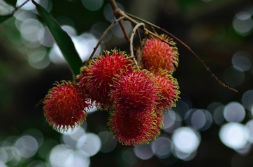 rambutan fruit