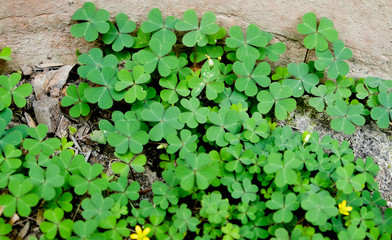 Green clover leaf isolated on white background. with three-leaved shamrocks. St. Patrick's day holiday symbol.