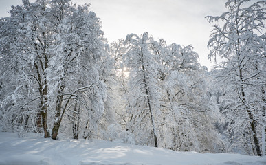 Forest after a heavy snowfall. Winter ponamramny landscape. Morning in the winter forest with freshly fallen snow