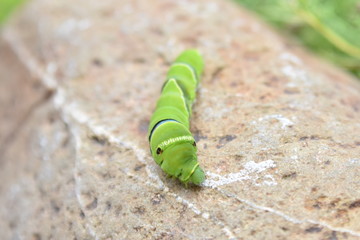 アゲハ蝶の幼虫