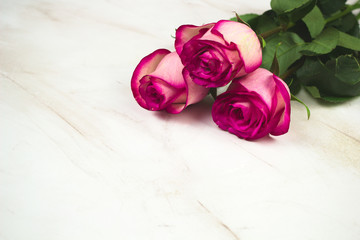pink roses on a marble background copy space