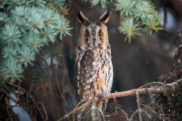 Owl sit in a tree and looking on the the camera