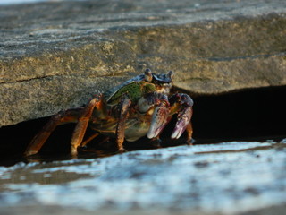 Close up of a crab emerging from rocks