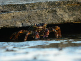 Close of a crab emerging from rocks at the seaside
