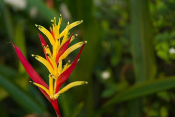 Heliconia macro blur background. Close up defocused flower.