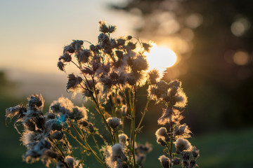 thistle flower in sunset