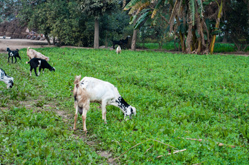 goats are grazing in the field 