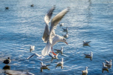 Seagull in flight and landing on a lake