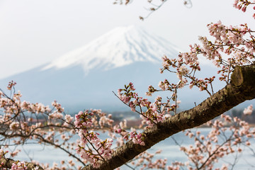 Cherry blossom with Mount fuji at Lake kawaguchiko background.